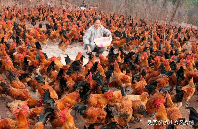 小鸡吃什么长得快又好