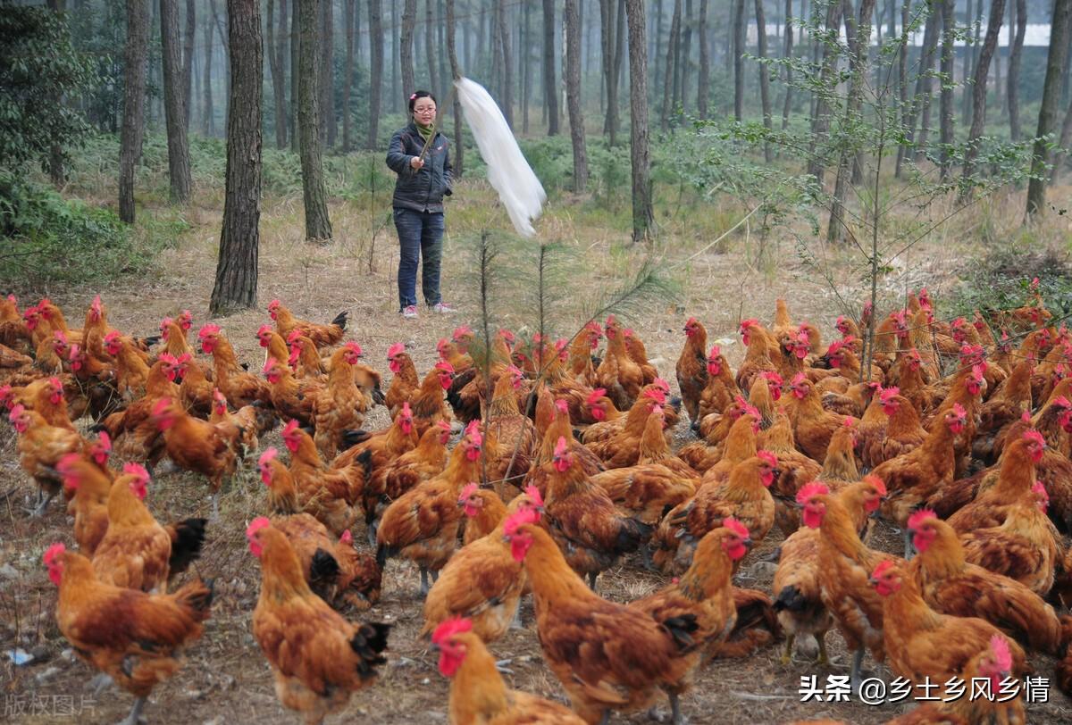 小鸡吃什么长得快又好