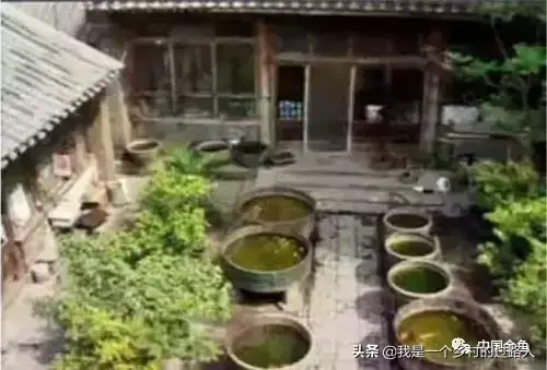 古法养鱼不换水怎么保持清澈