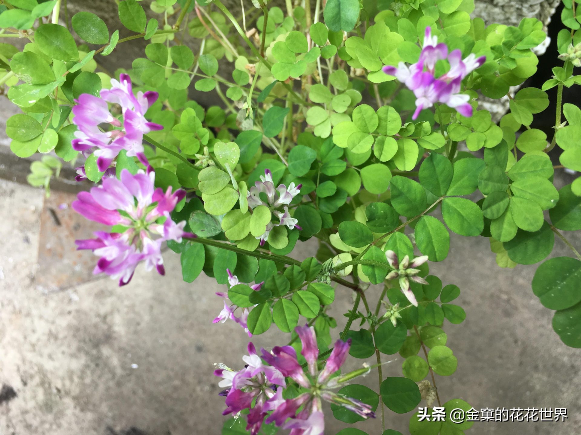 855工作制是什么意思