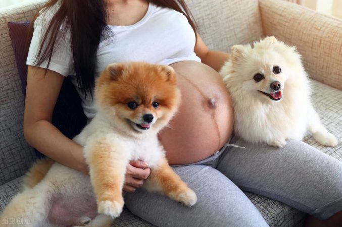 孕妇过了几个月就可以养狗了