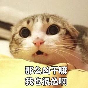 孕妇过了几个月就可以养狗了