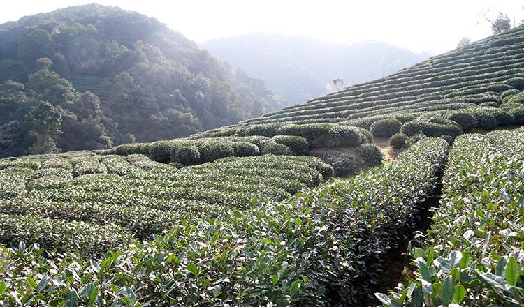 龙井茶产地是浙江省的哪个地方