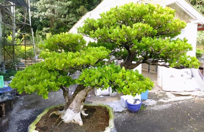 院子里最旺风水的花