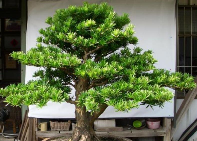 院子里最旺风水的花
