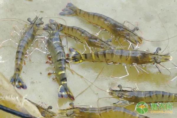 淡水虾养殖一亩利润多少