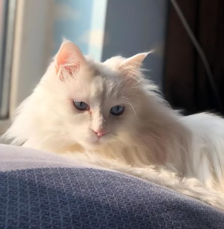 山东狮子猫为什么不建议养