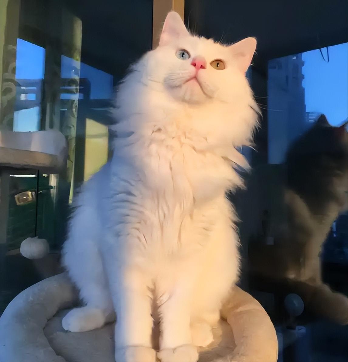 山东狮子猫为什么不建议养
