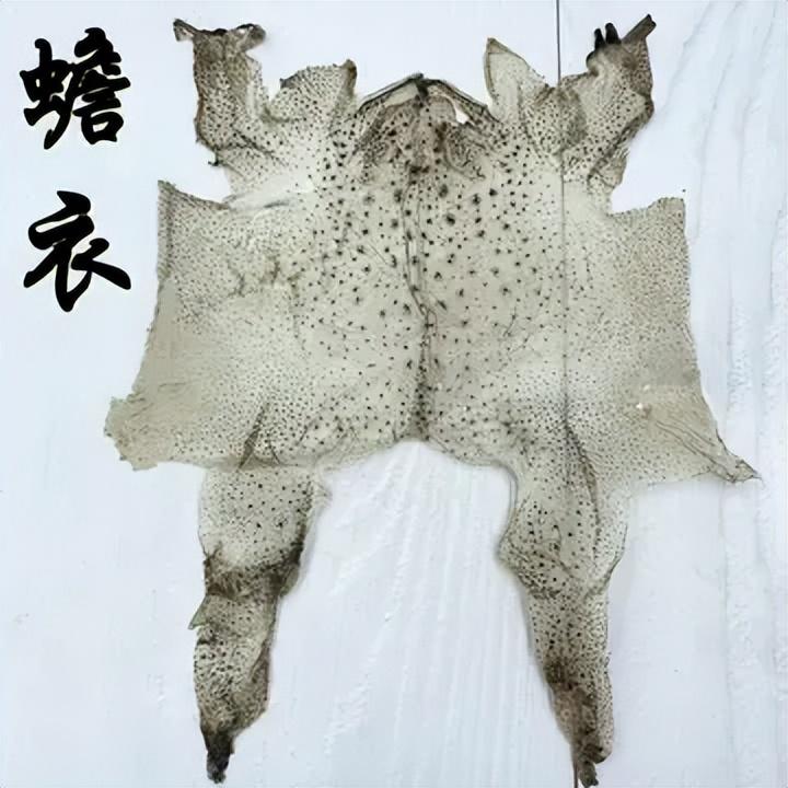 蟾蜍养殖收入高为什么没人养