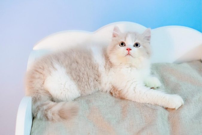 猫咪飞机托运很痛苦吗