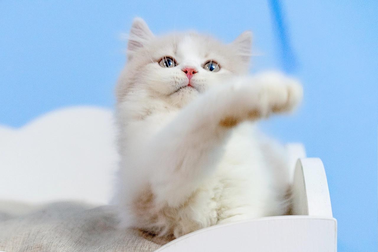 猫咪飞机托运很痛苦吗