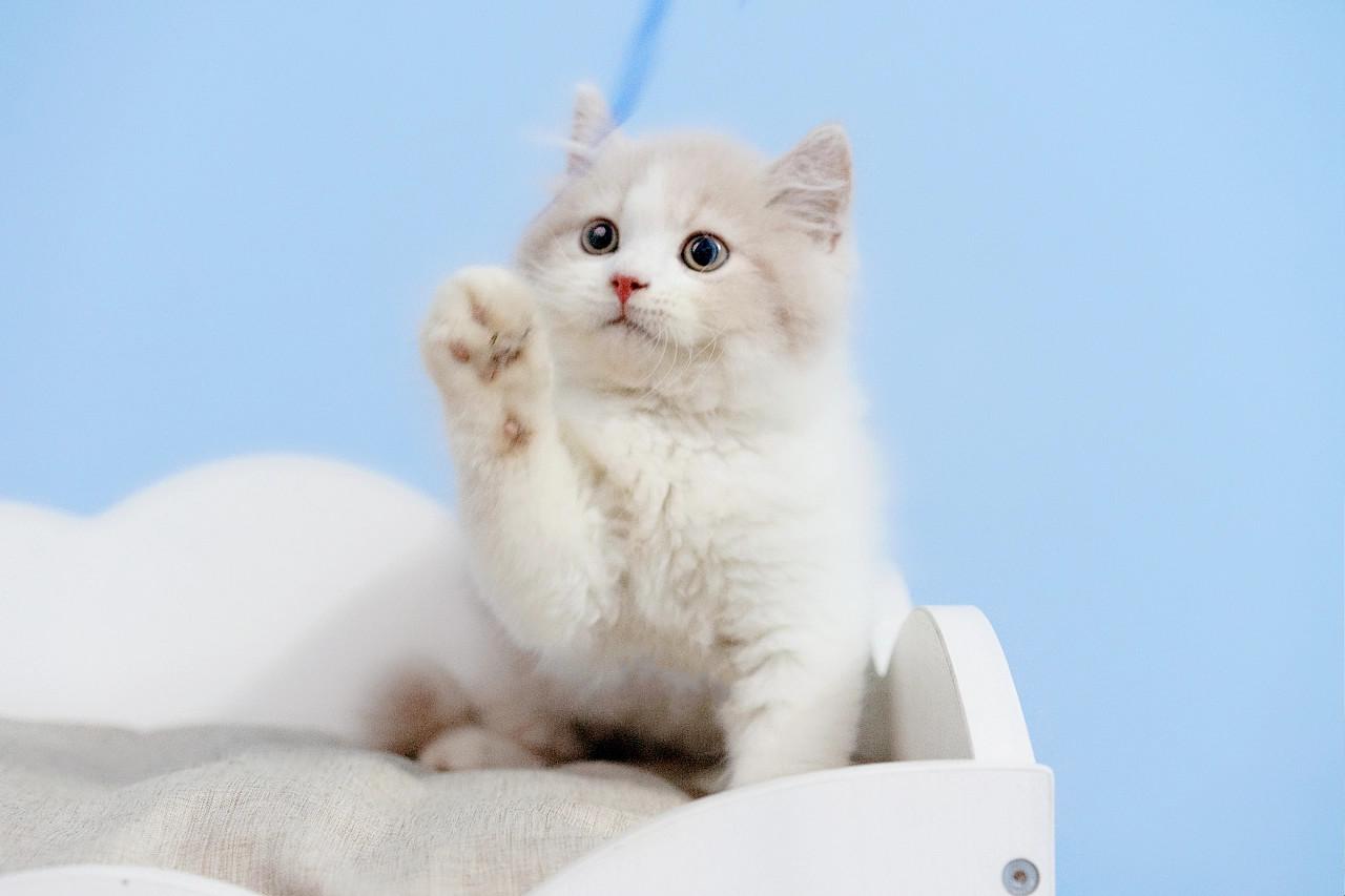 猫咪飞机托运很痛苦吗