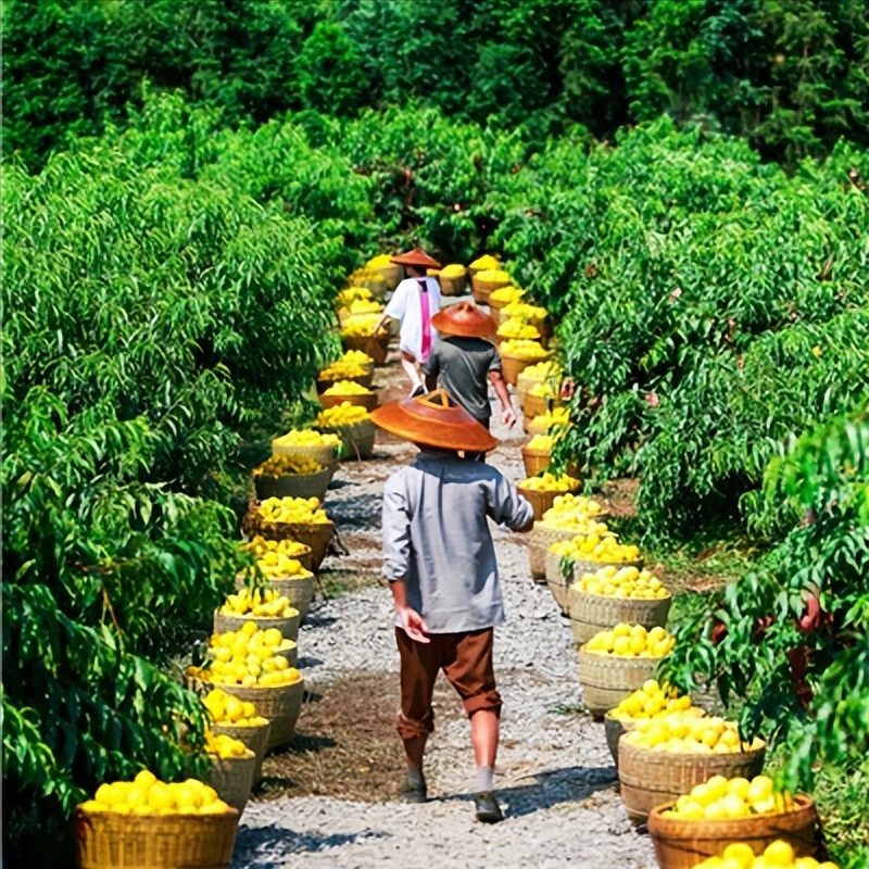 哪里的黄桃最好吃最出名