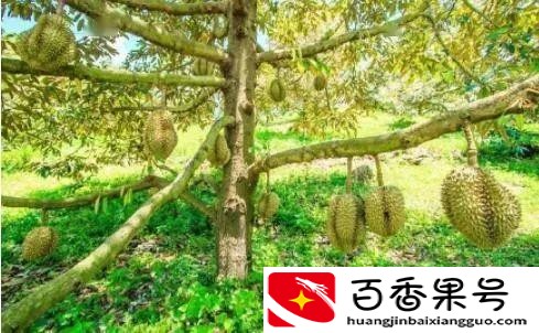一个榴莲多少钱大概