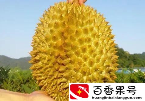 一个榴莲多少钱大概