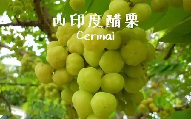 马来西亚特产水果有哪些