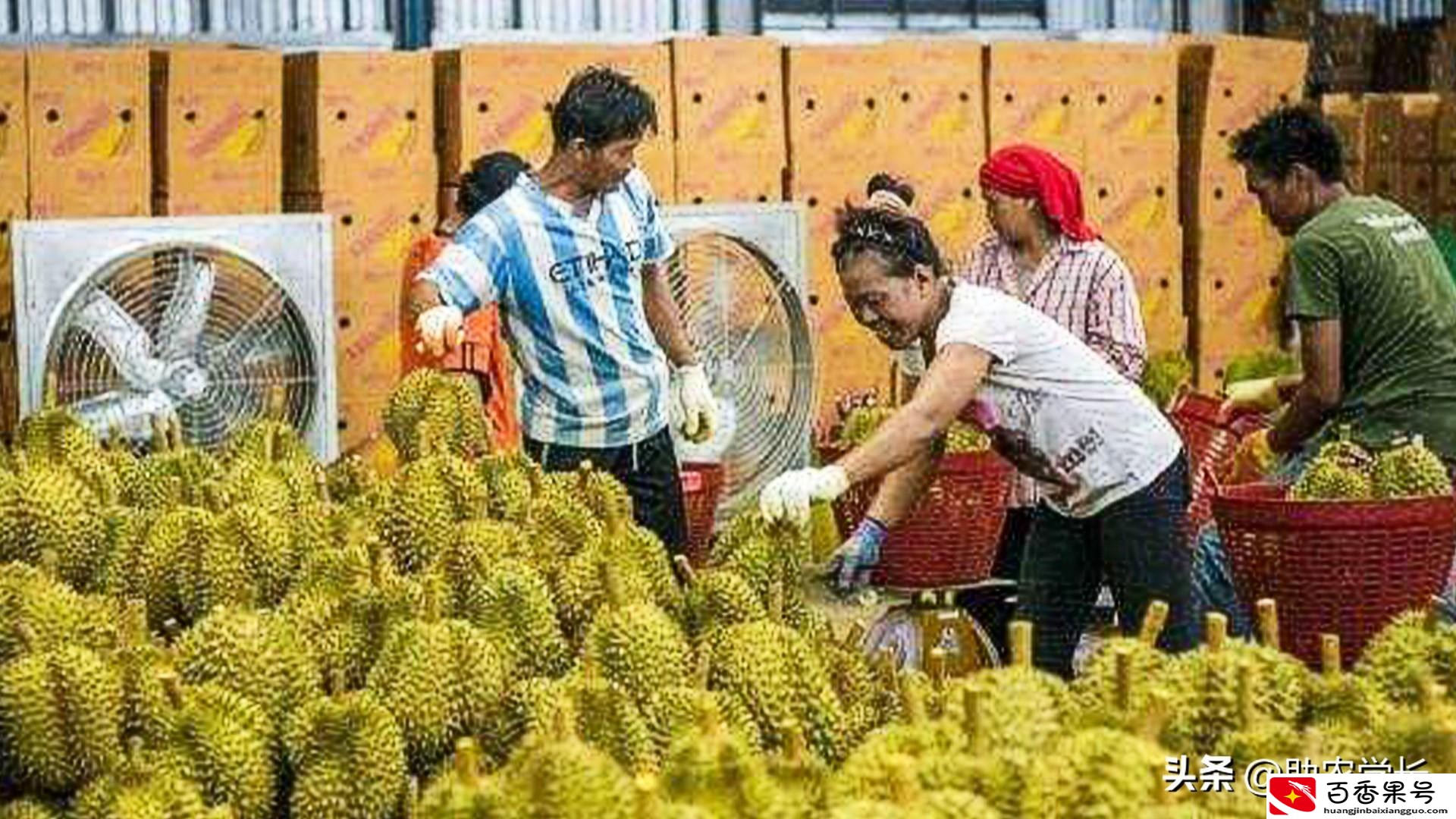 中国哪里产榴莲