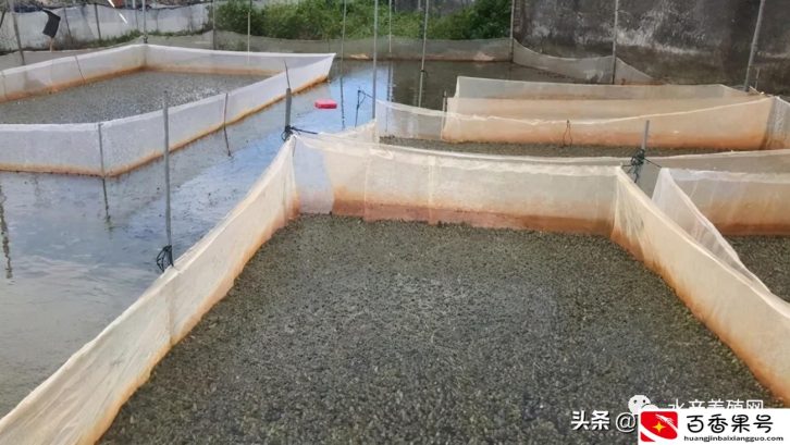 养牛蛙的利润与成本