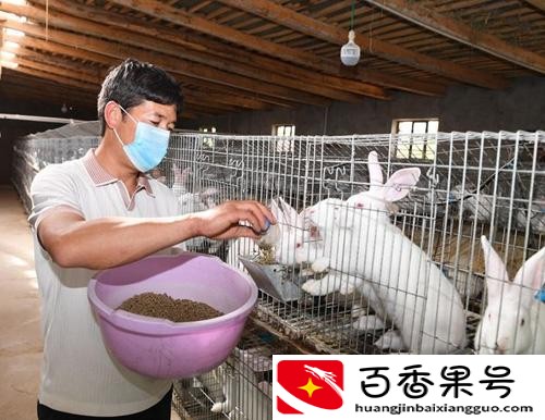 在家养殖什么能挣钱投资小的
