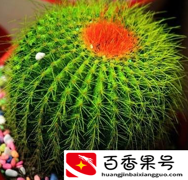 室内水养什么植物最好养