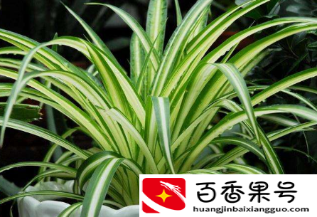 室内水养什么植物最好养