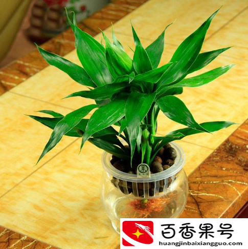 室内水养什么植物最好养