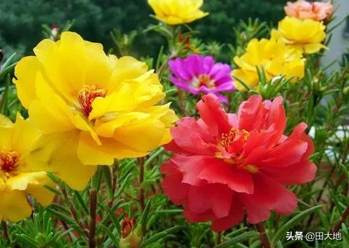 什么花四季开花又好养