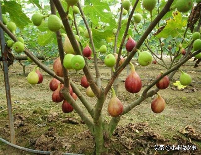 无花果树用什么肥料最好