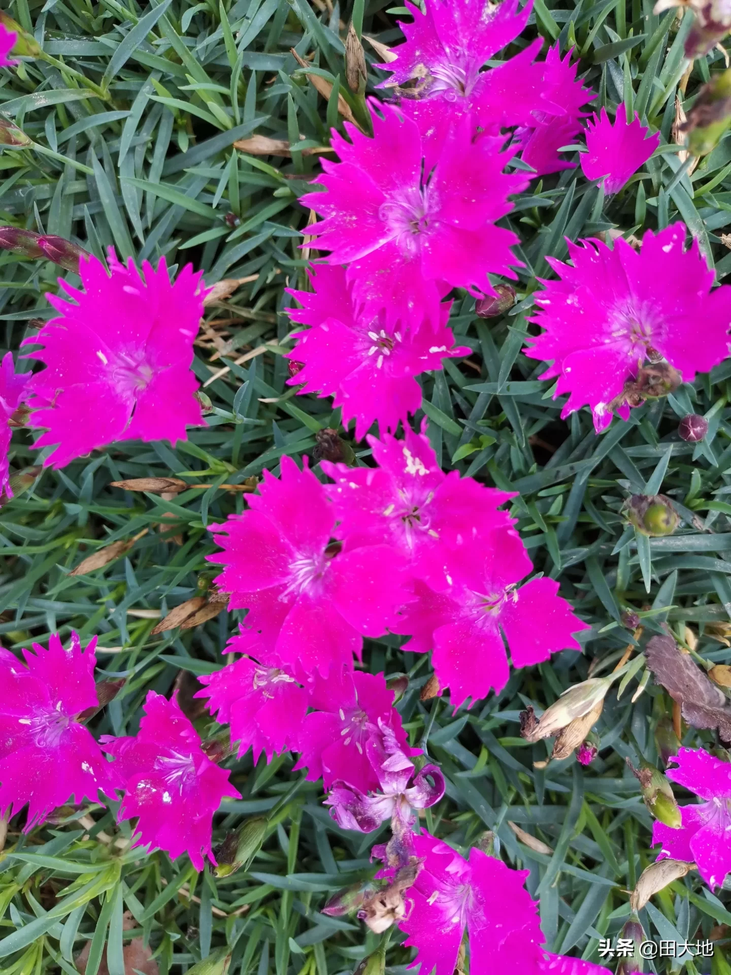 什么花四季开花又好养