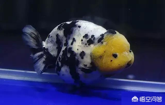 鱼缸腥味大怎么处理