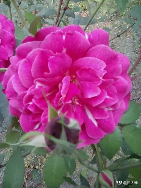 什么花四季开花又好养