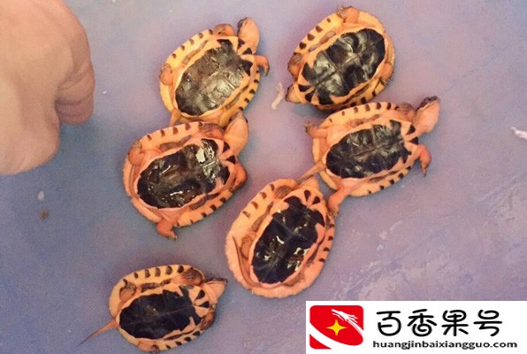 养金钱龟赚钱吗