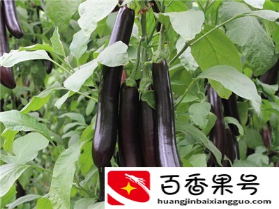 夏天蔬菜有哪些品种