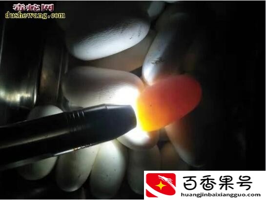 养蛇要多少钱本钱怎么养
