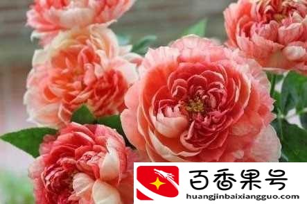 什么花四季开花又好养