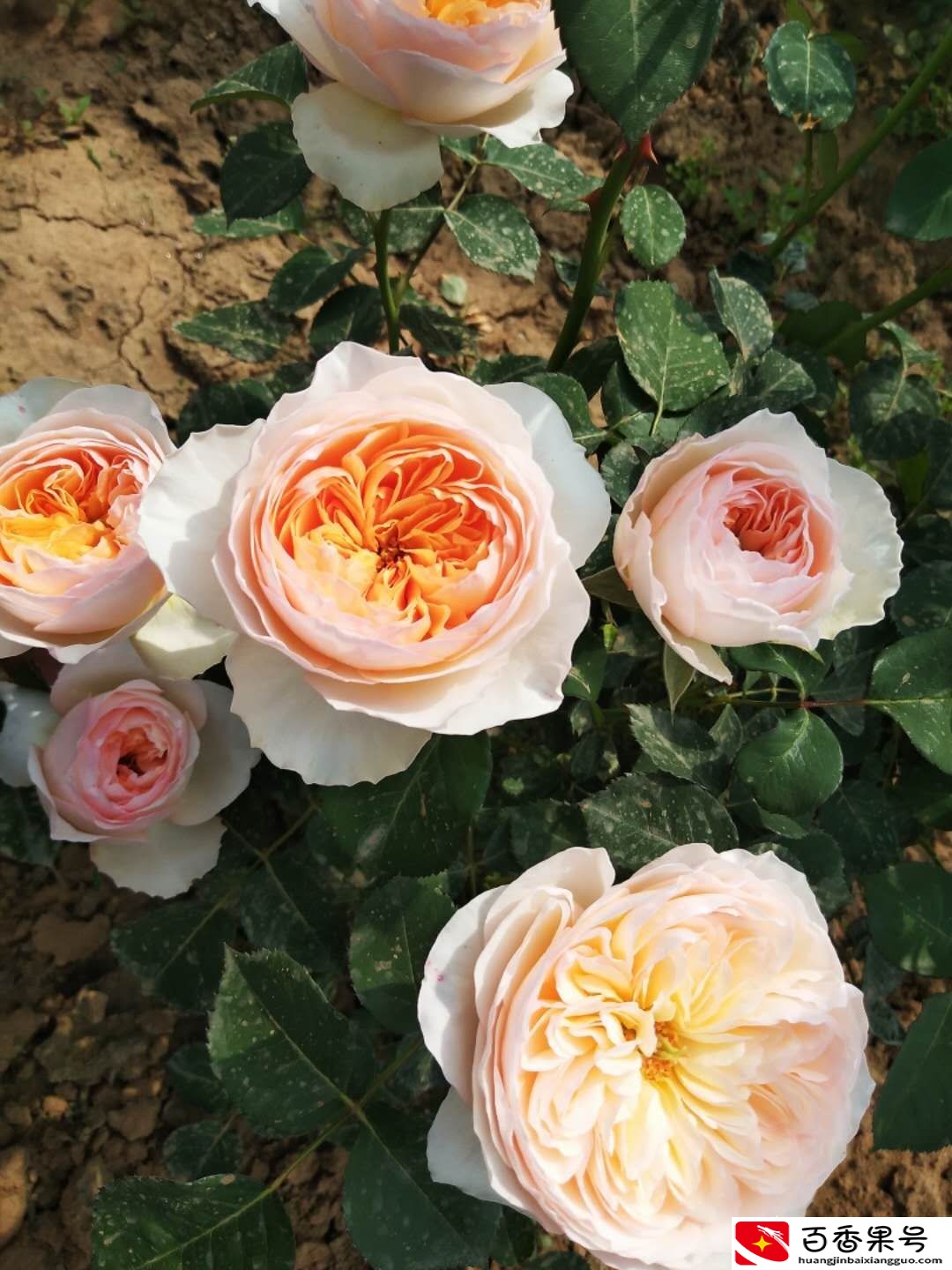 什么花四季开花又好养