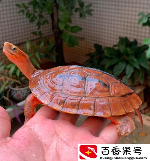 养金钱龟赚钱吗