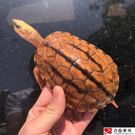 养金钱龟赚钱吗