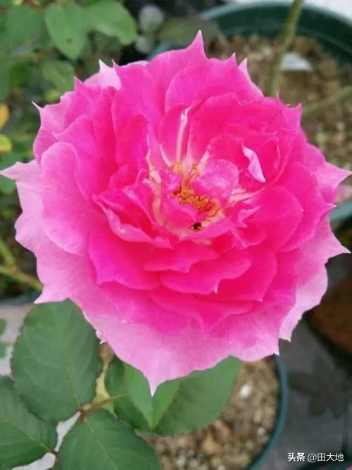 什么花四季开花又好养