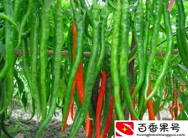 夏天蔬菜有哪些品种