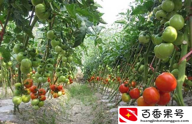 夏天蔬菜有哪些品种