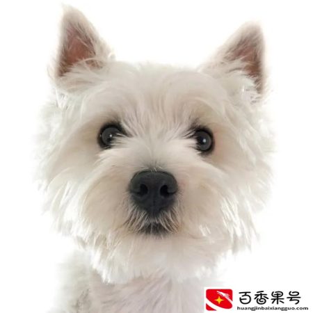 为什么西高地很少人养
