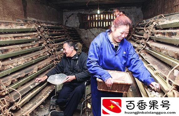 养鹌鹑需要注意些什么