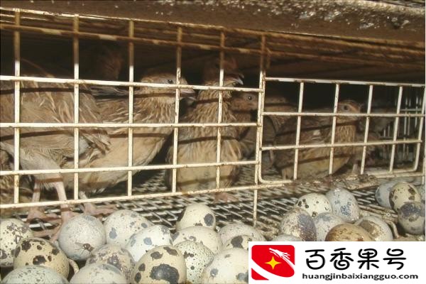 养鹌鹑需要注意些什么