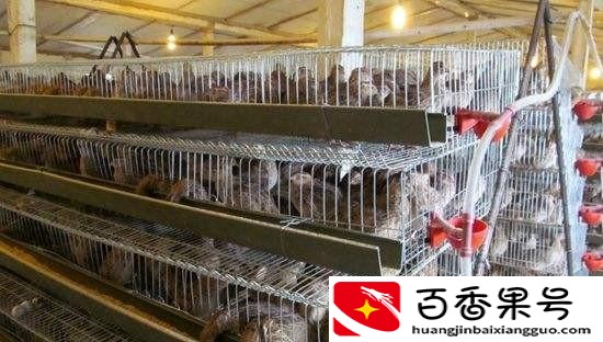 养鹌鹑需要注意些什么