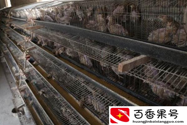 养鹌鹑需要注意些什么