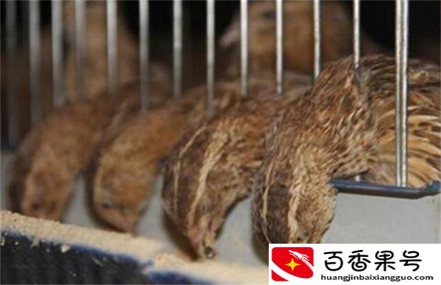 养鹌鹑需要注意些什么