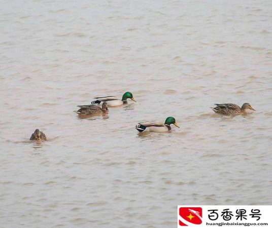 绿头鸭是国家保护动物吗