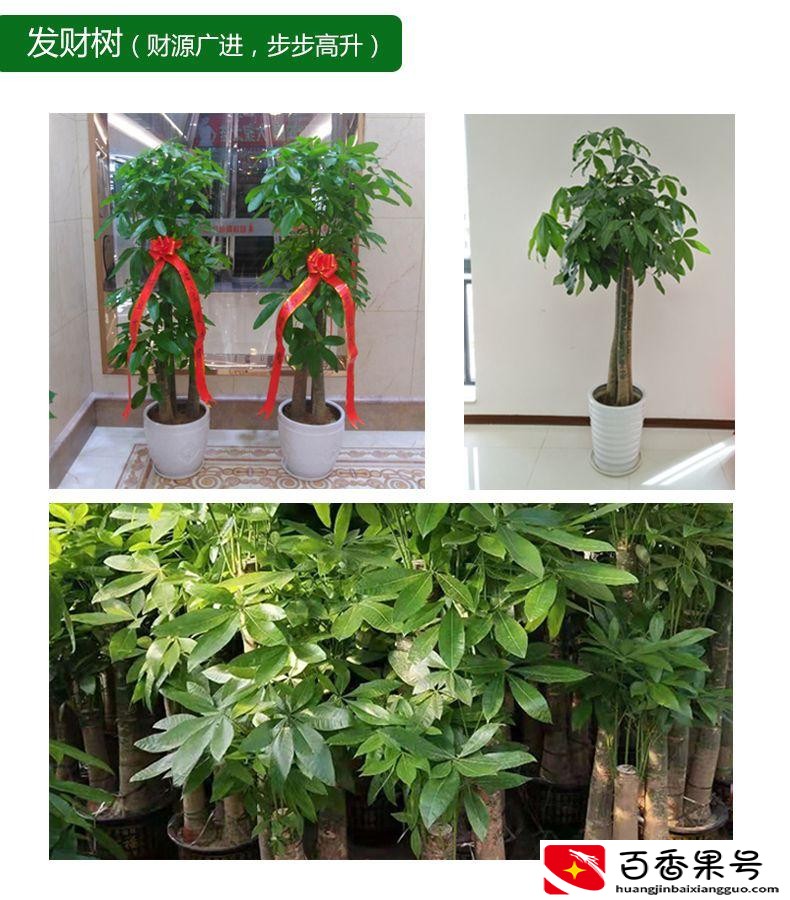 朋友新店开业一般送啥