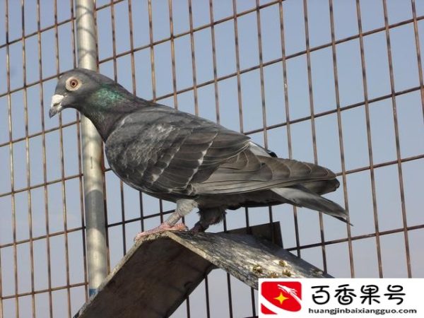 怎样养鸽子繁殖快
